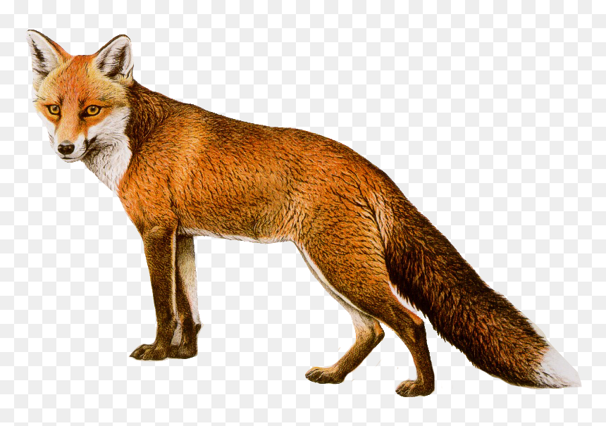 Fox Png, Transparent Png - fox png