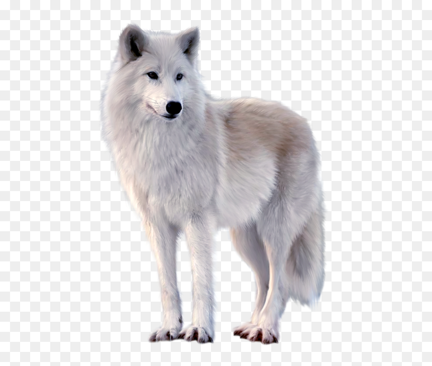 Canadian Eskimo Dog Wolves, HD Png Download - fox png