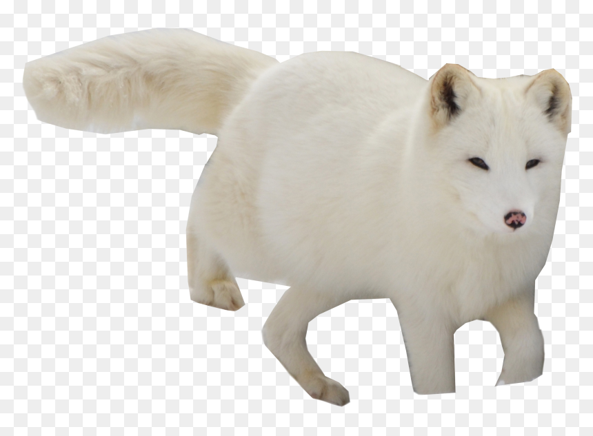 Arctic Fox, HD Png Download - fox png