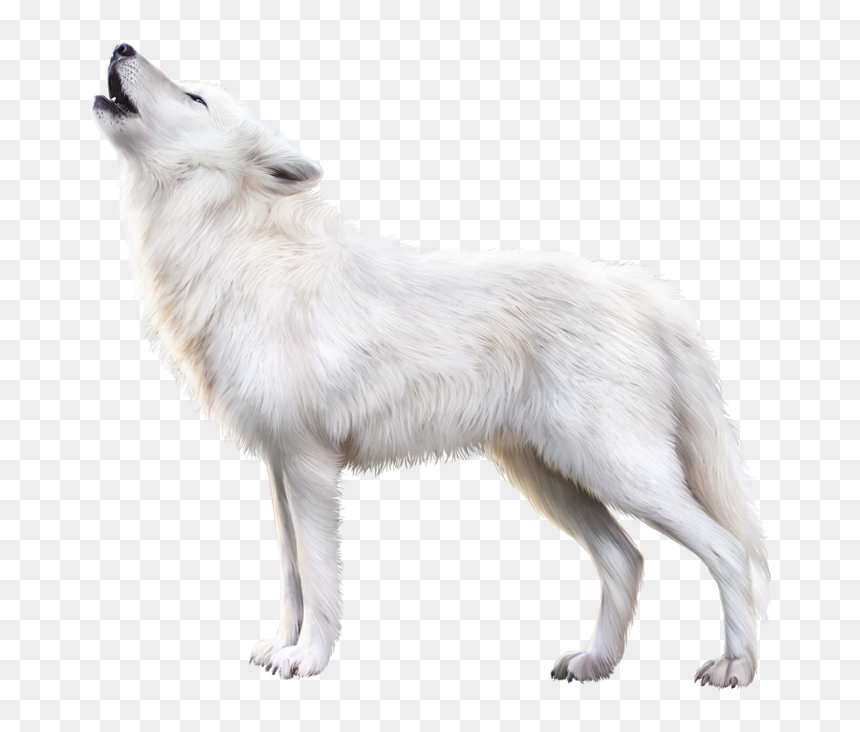 Canis Lupus Tundrarum, HD Png Download - fox png