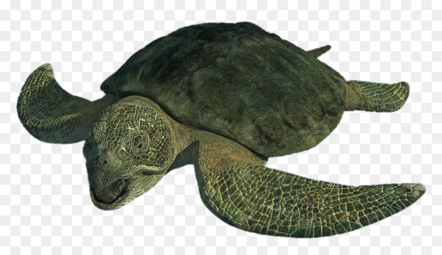 Sea Monsters A Prehistoric Adventure Sea Turtle, HD Png Download - turtle png