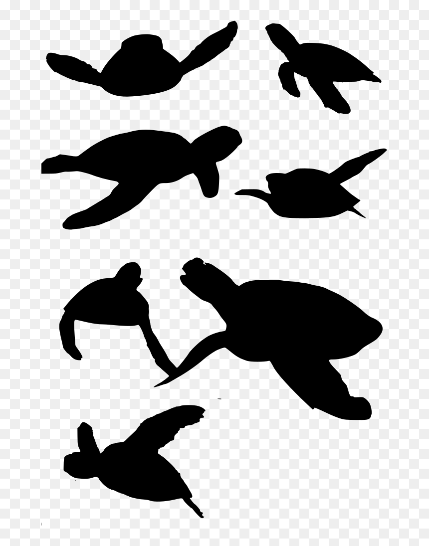 Ejemplos De Reptiles, HD Png Download - turtle png
