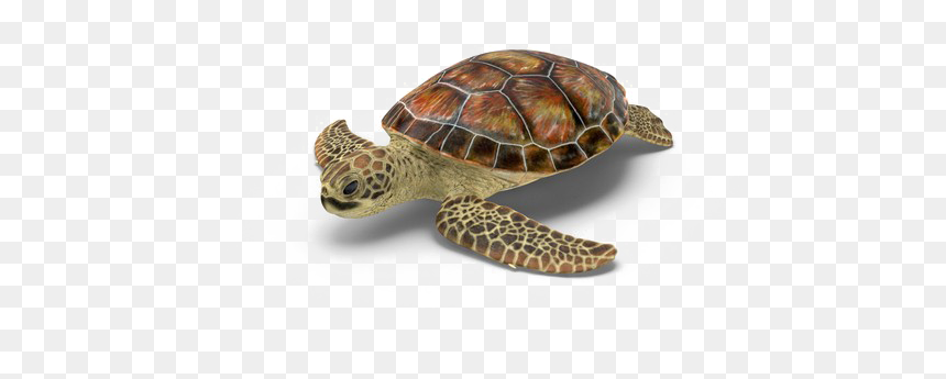 Hawksbill Sea Turtle, HD Png Download - turtle png