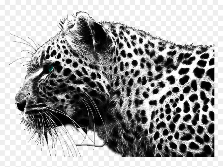 Leopard Black And White, HD Png Download - black png