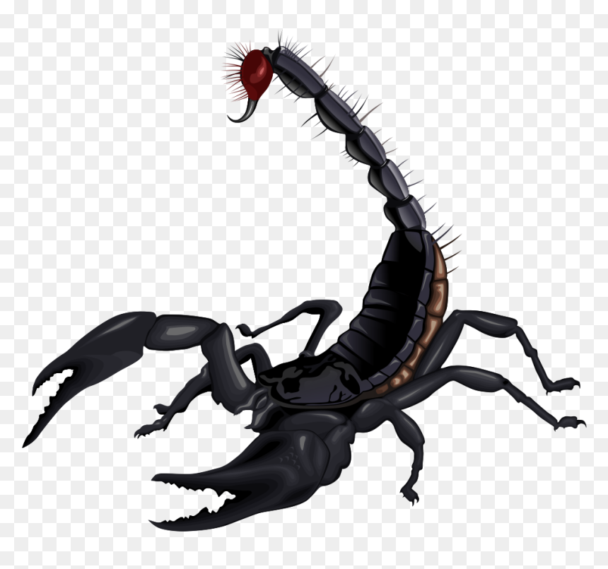 Scorpion Png, Transparent Png - black png