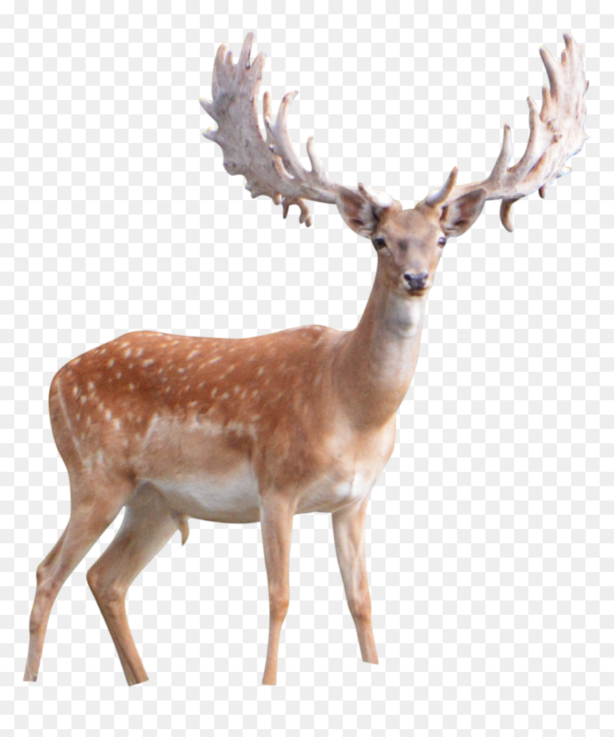Winter Deer Png, Transparent Png - deer png