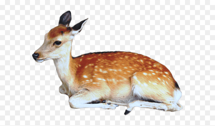 Animal Png, Transparent Png - deer png