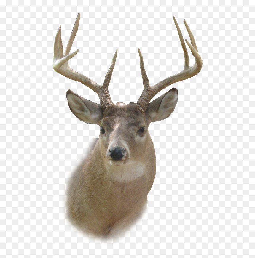 Transparent Deer Head Png, Png Download - deer png