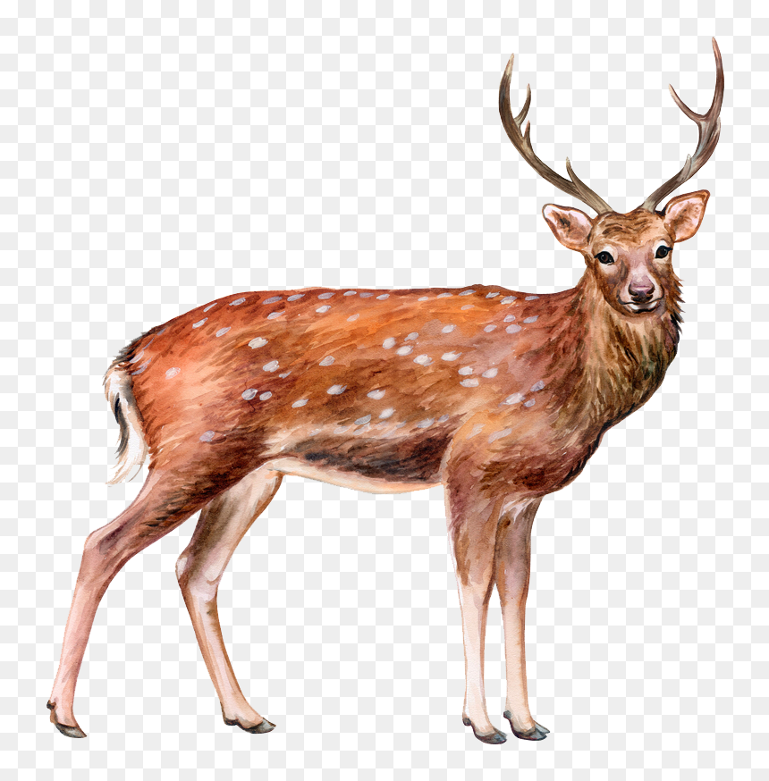 Elk, HD Png Download - deer png