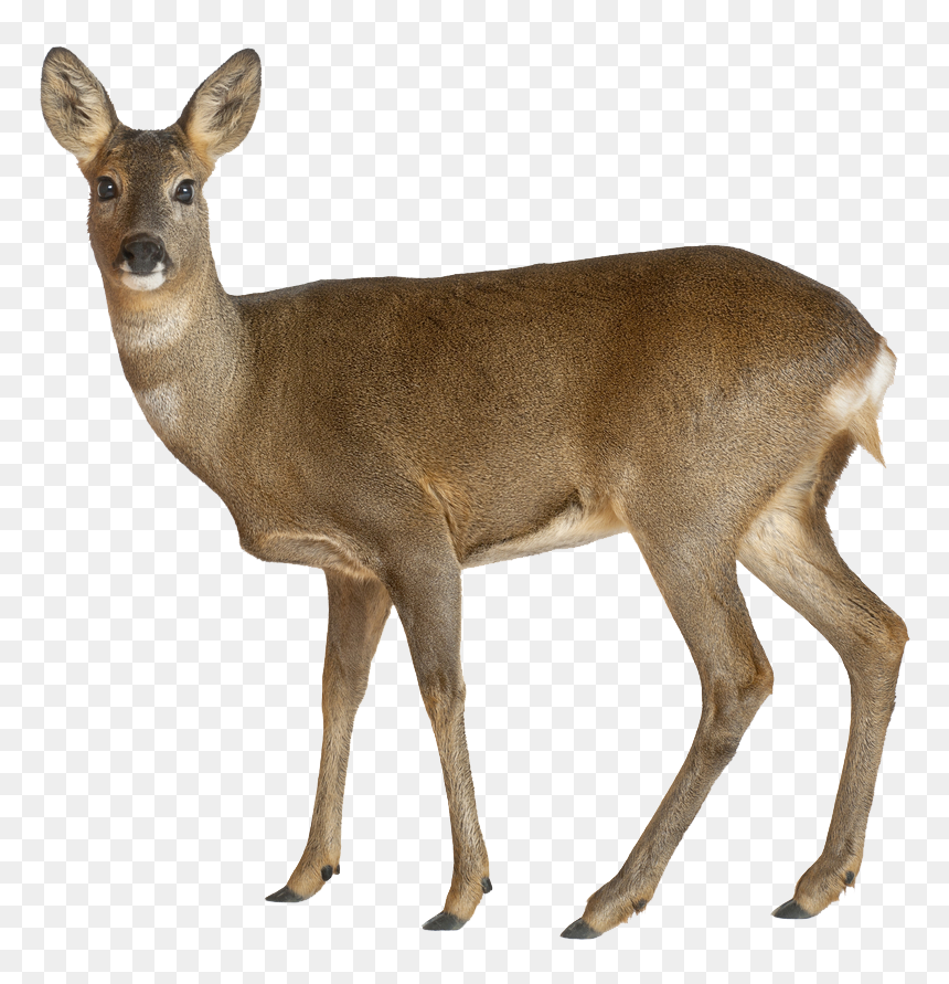 Female Deer White Background, HD Png Download - deer png