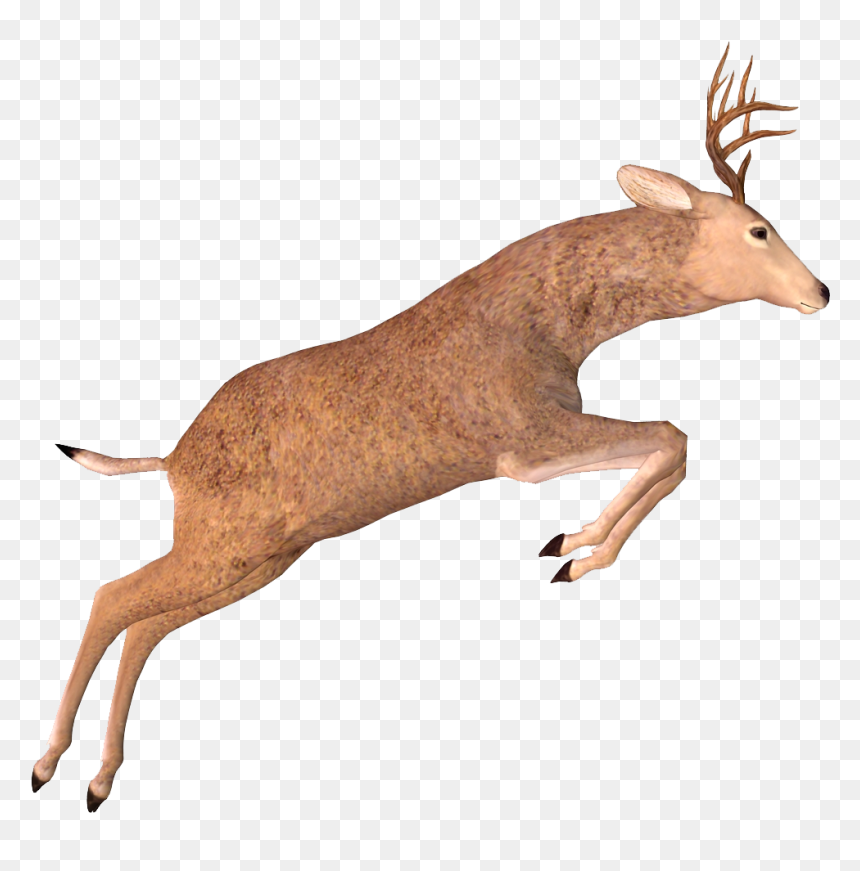 Elk, HD Png Download - deer png