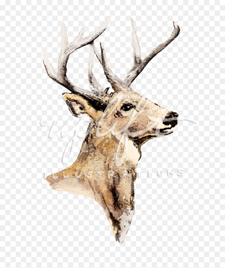 Elk, HD Png Download - deer png