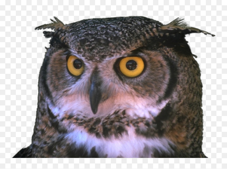 Bird With One Eye, HD Png Download - no png
