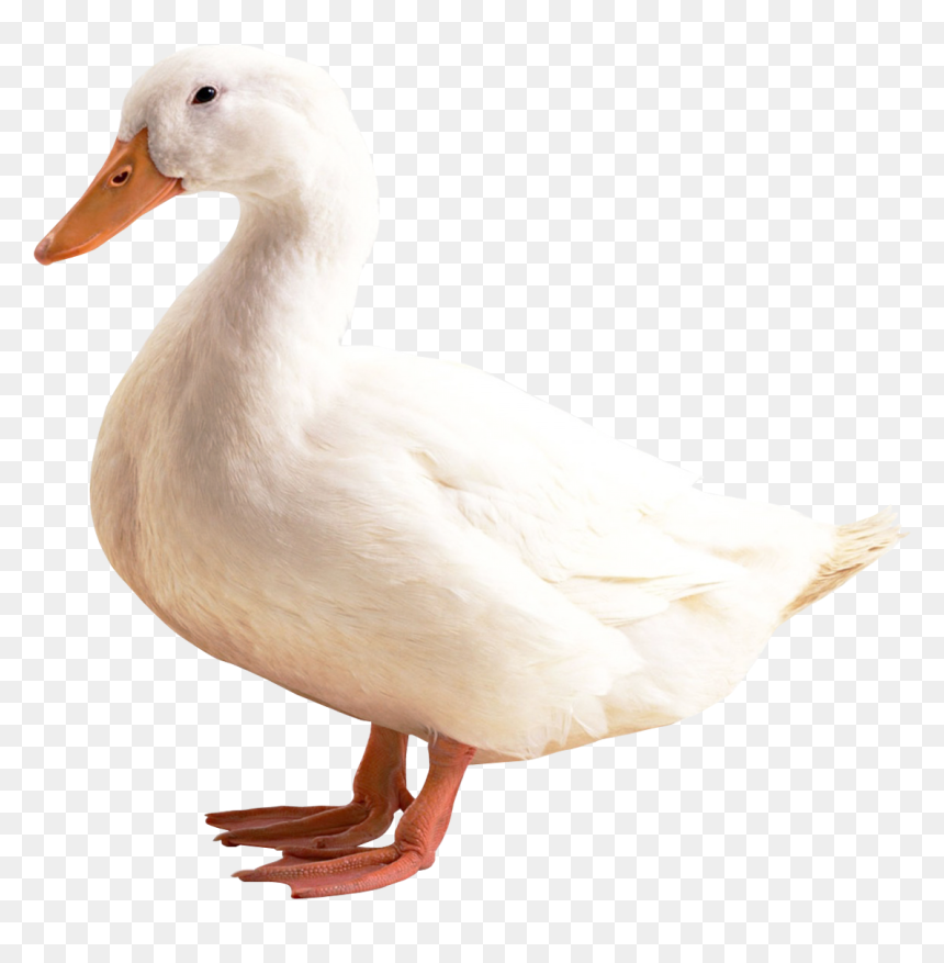Duck Png, Transparent Png - duck png