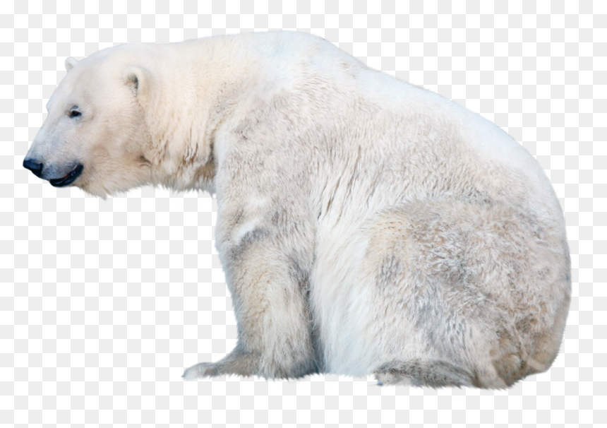 Polar Bear Transparent Background, HD Png Download - bear.png