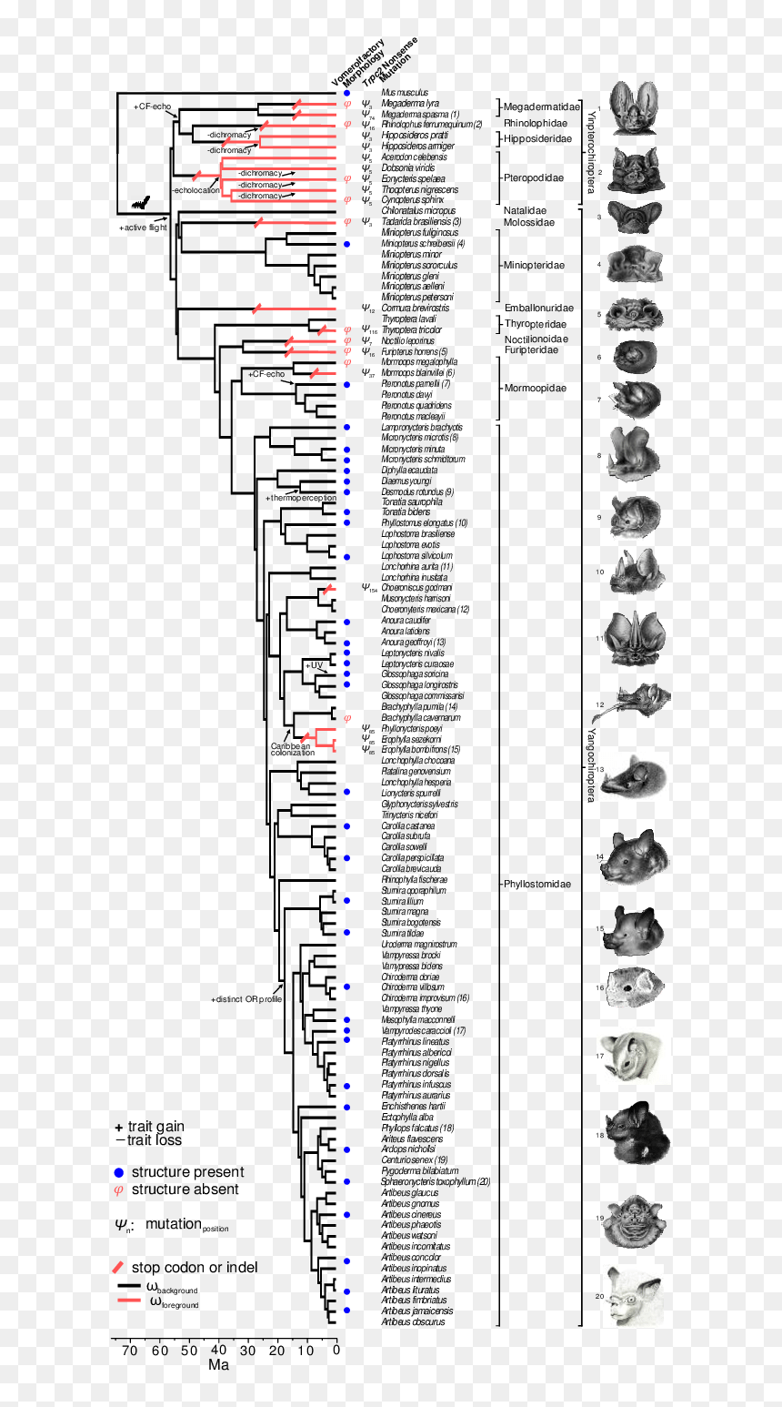 Diagram, HD Png Download - slashes png