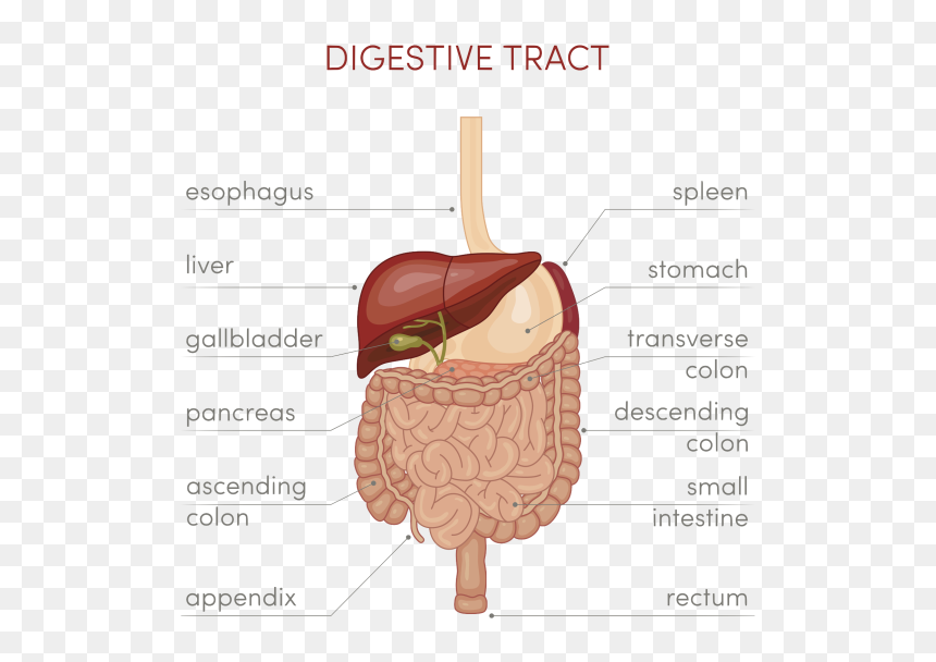 Human Digestive Diagram Cartoon, HD Png Download - small intestine png