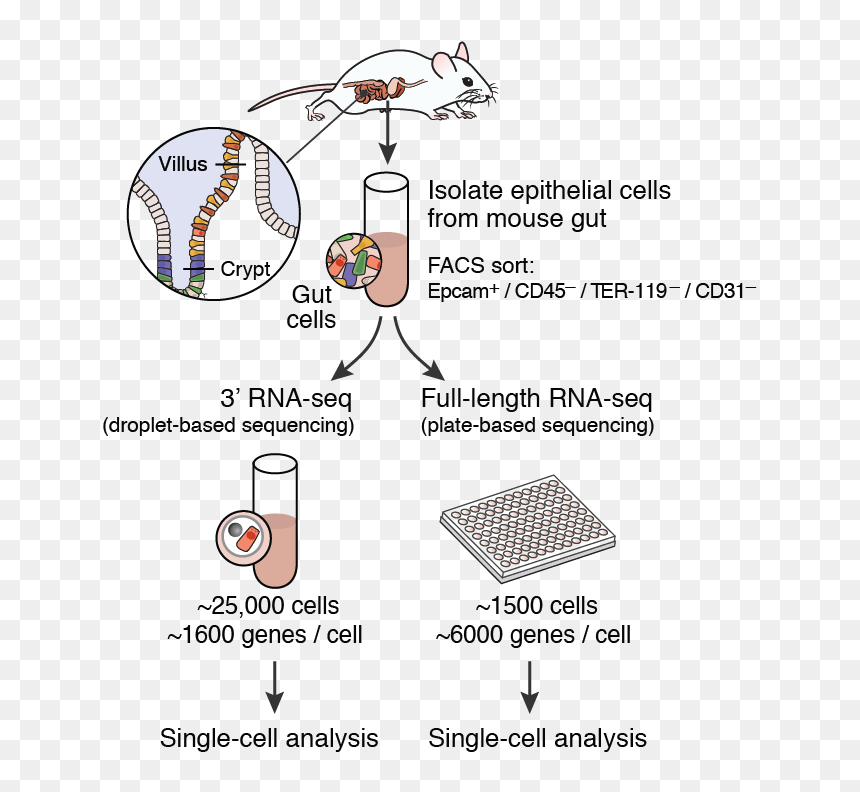 Intestinal Epithelial Cell Isolation, HD Png Download - small intestine png