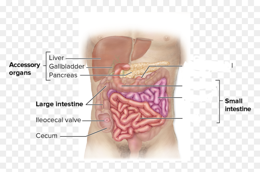 Small Intestine Anatomy, HD Png Download - small intestine png