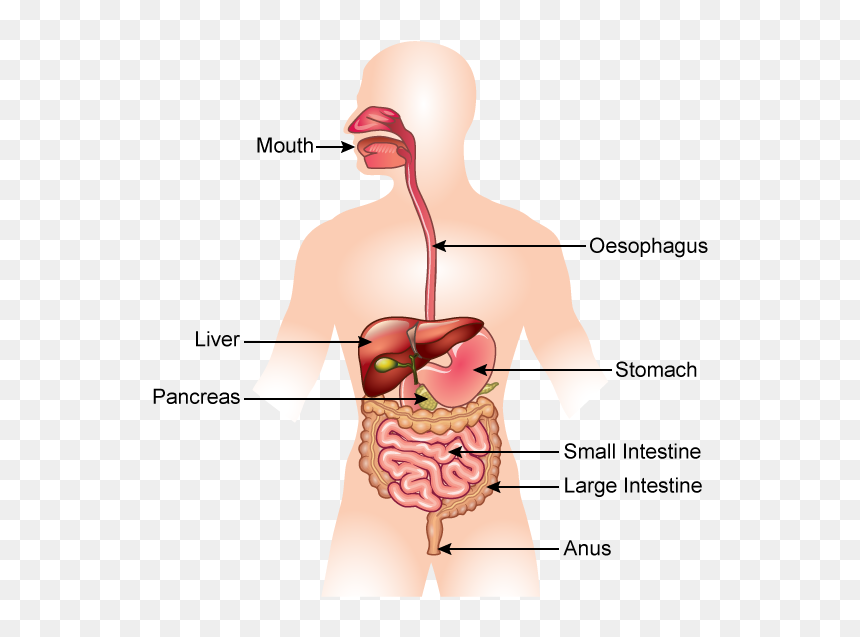 Digestive System, HD Png Download - small intestine png
