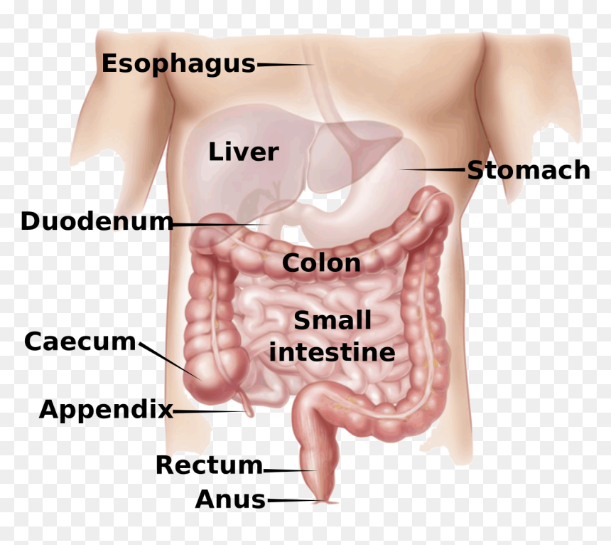 Appendiceal Cancer, HD Png Download - small intestine png