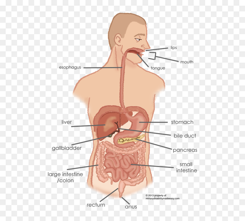 Esophagus Connection To Stomach, HD Png Download - small intestine png