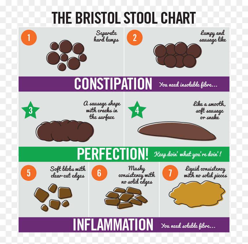 Bristol Stool Chart Italiano, HD Png Download - small intestine png