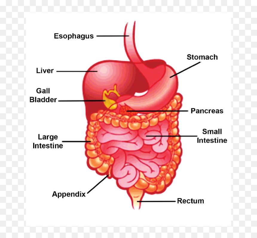 Does Your Stomach Growl, HD Png Download - small intestine png