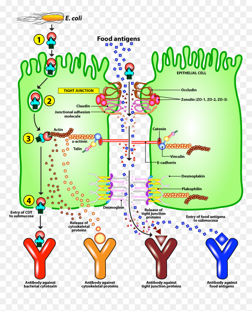 Diagram, HD Png Download - small intestine png
