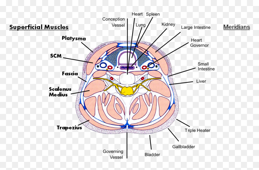 Diagram, HD Png Download - small intestine png
