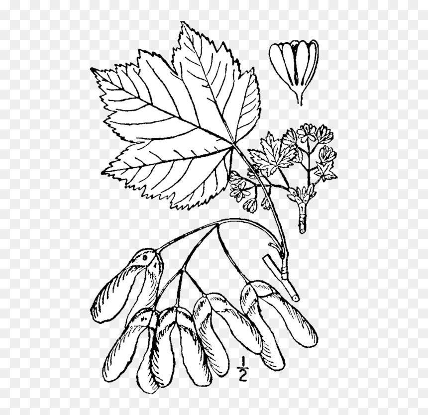 Rocky Mountain Maple Leaf Drawing, HD Png Download - mountain drawing png
