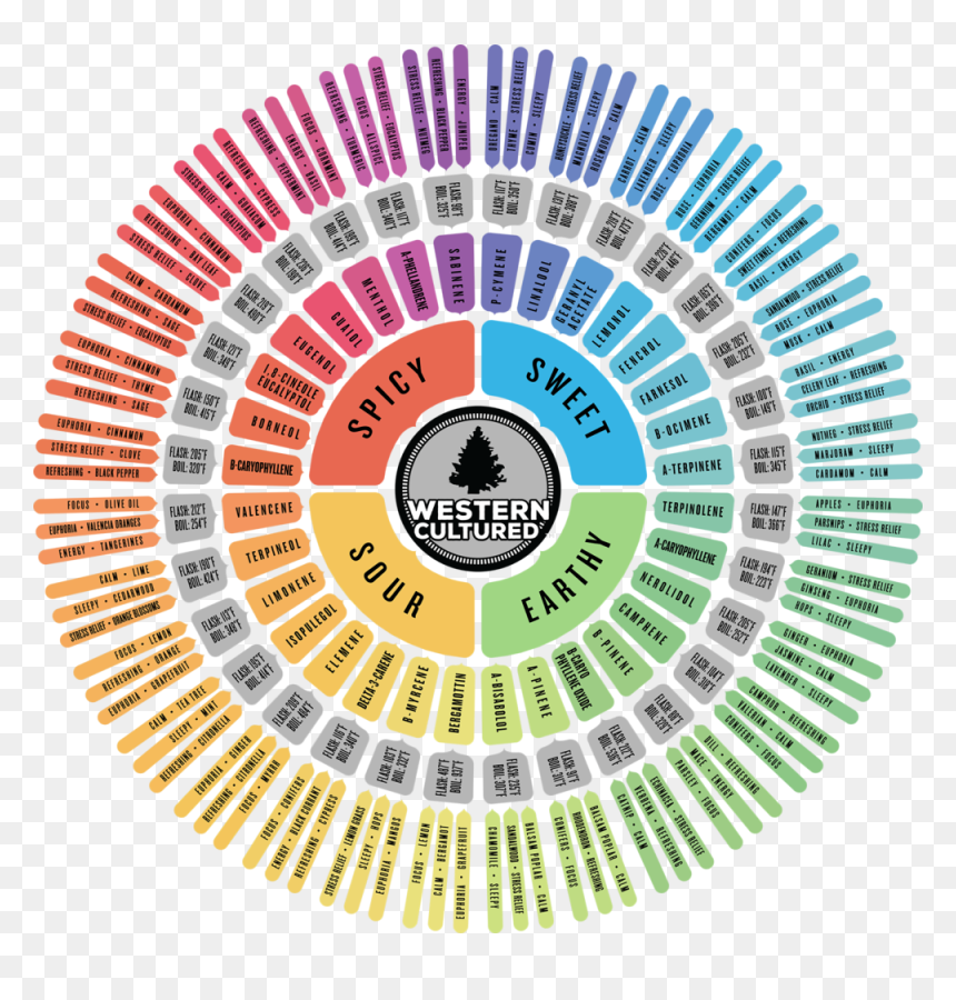 Vision Creation Newsun Ep, HD Png Download - hamster wheel png