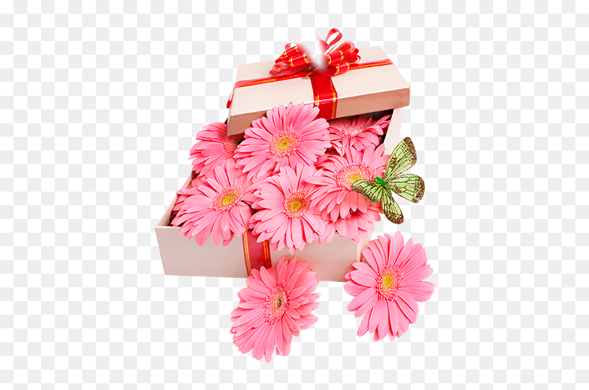 Barberton Daisy, HD Png Download - flower box png