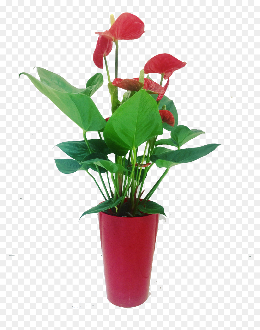 Flowerpot, HD Png Download - flower box png