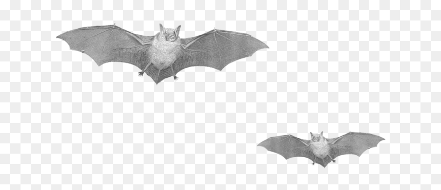 Bats Png, Transparent Png - black baseball bat png