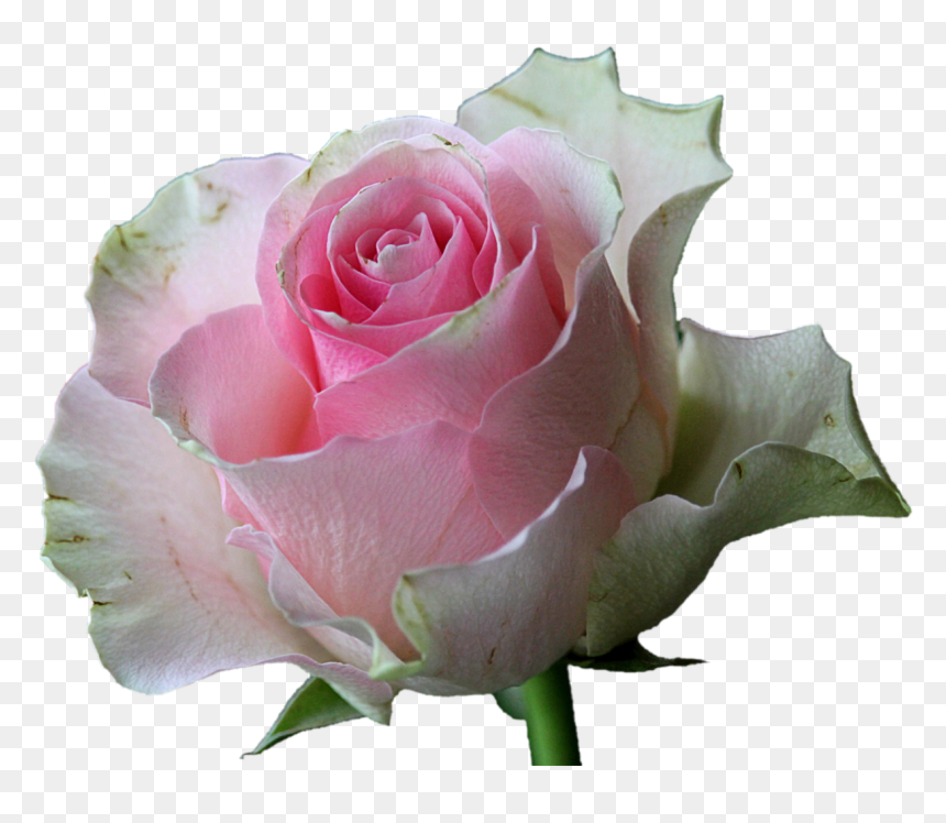 Trandafiri Roz De Gradina, HD Png Download - rosepng