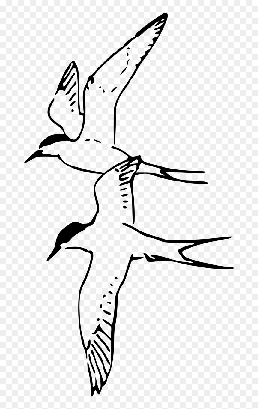 Arctic Tern Black And White, HD Png Download - white bird png