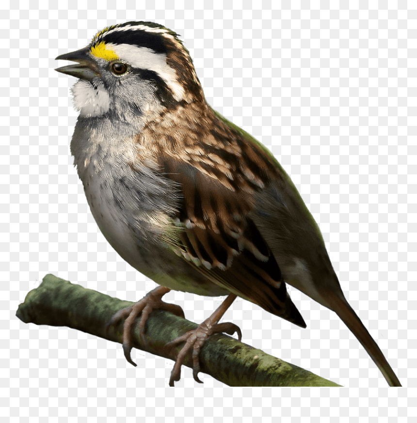White Throated Sparrow Png, Transparent Png - white bird png