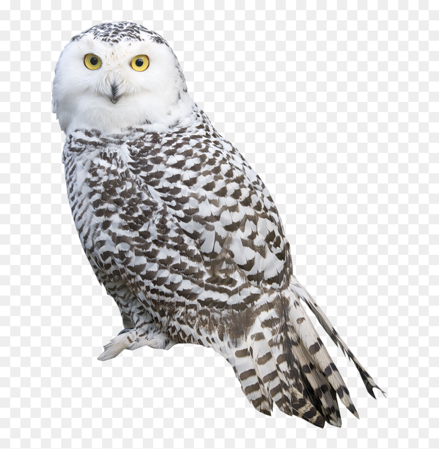 Owl Png, Transparent Png - white bird png