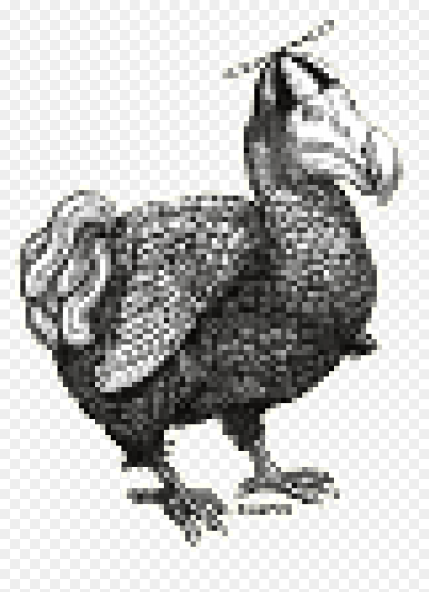 Rooster, HD Png Download - dodo bird png