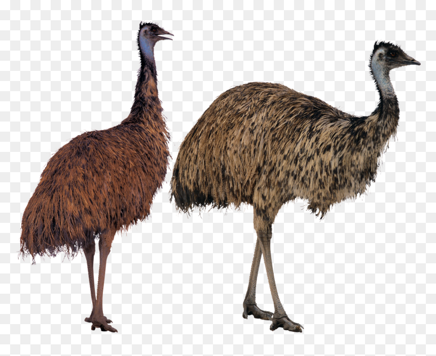 Emu Ostrich Bird, HD Png Download - dodo bird png