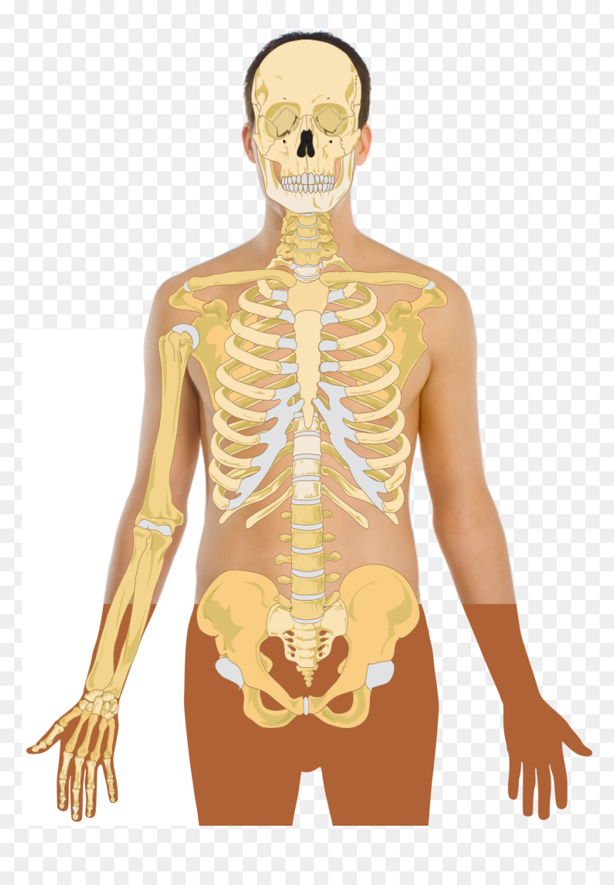 Kids Ribs, HD Png Download - human skeleton png