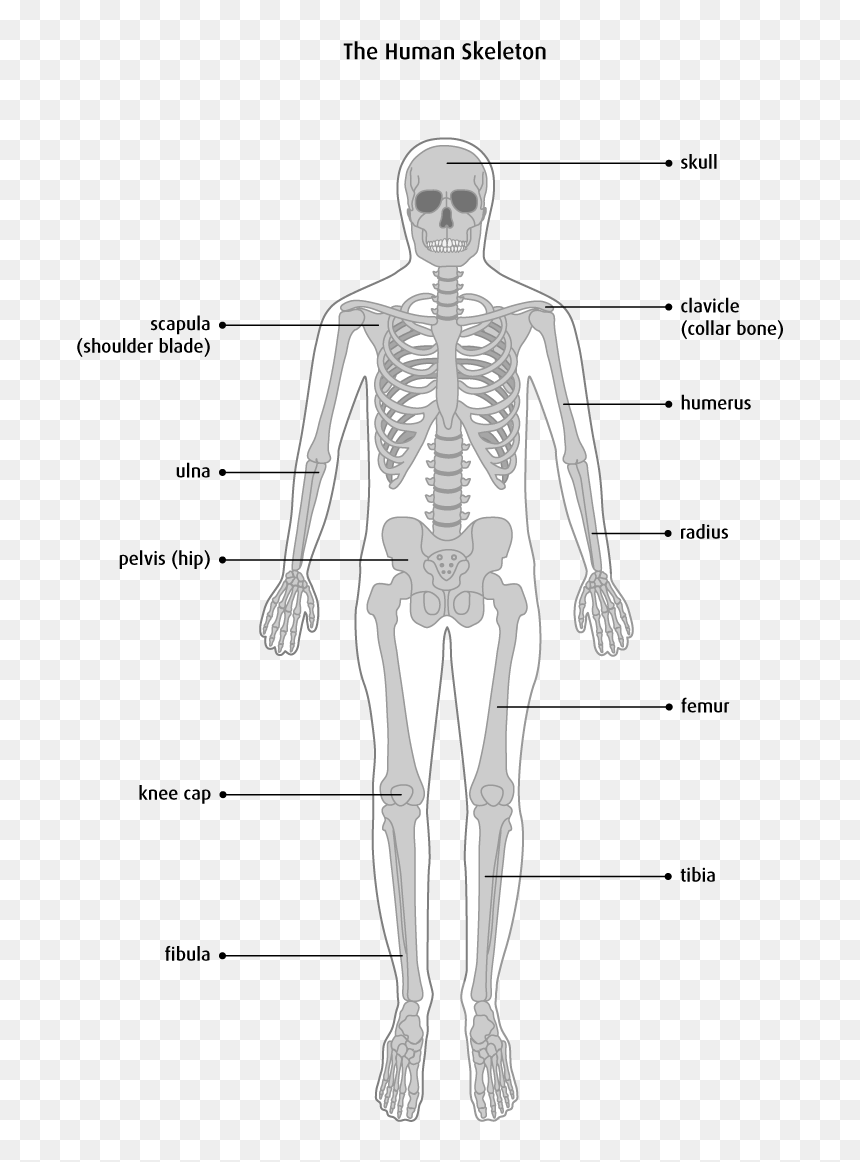 Os, HD Png Download - human skeleton png