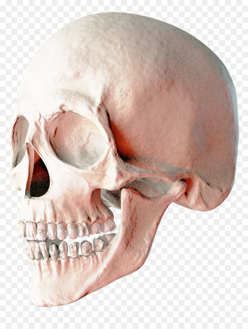 2 Skulls Png, Transparent Png - human skeleton png