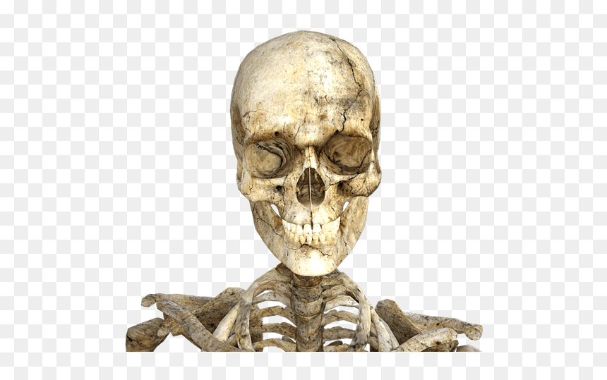 Human Skeleton, HD Png Download - human skeleton png