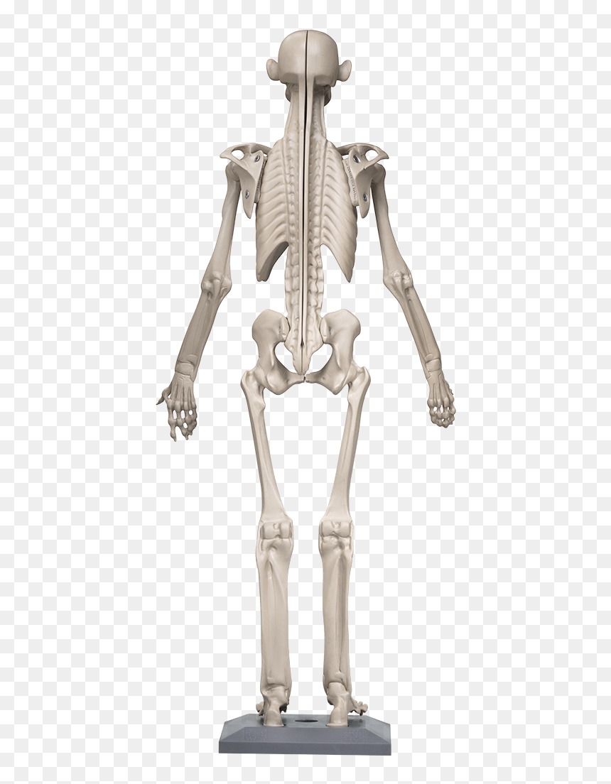 3d Modeling, HD Png Download - human skeleton png