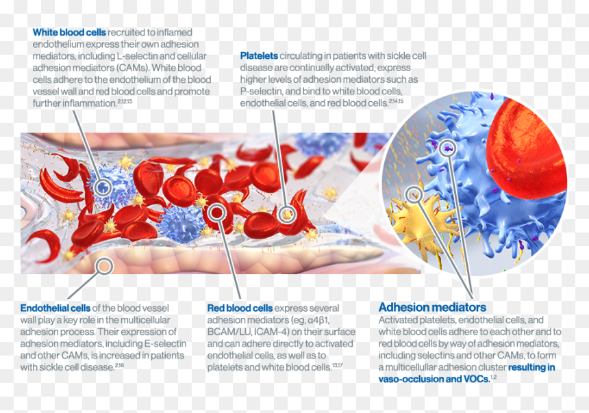 Brochure, HD Png Download - red blood cells png