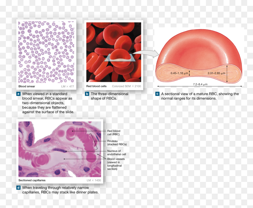 Red Blood Cell, HD Png Download - red blood cells png