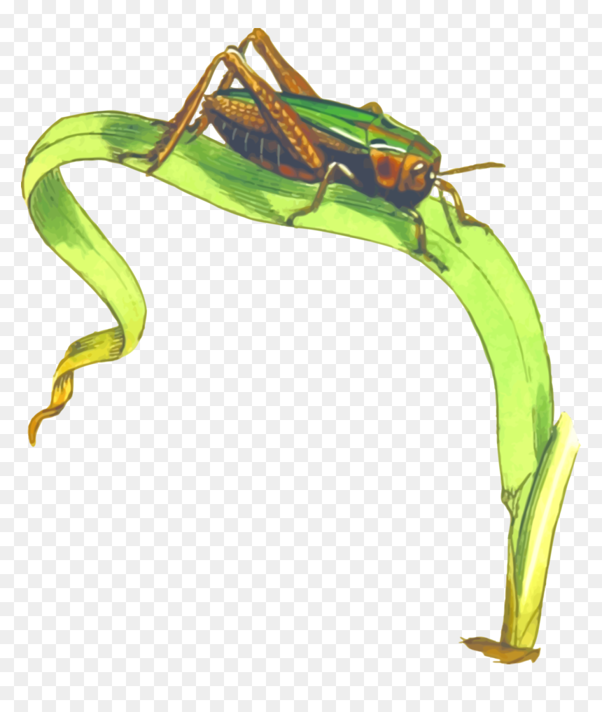 Grasshopper On Grass Clipart, HD Png Download - crickets png