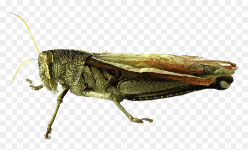 Deformed Grasshopper, HD Png Download - crickets png